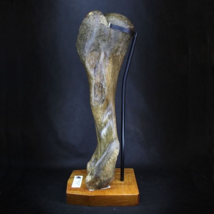 非凡的猛獁象荷馬 - 非常大的標本 - 成年男性 - Mammuthus primigenius - 920×310×282 mm #2.1