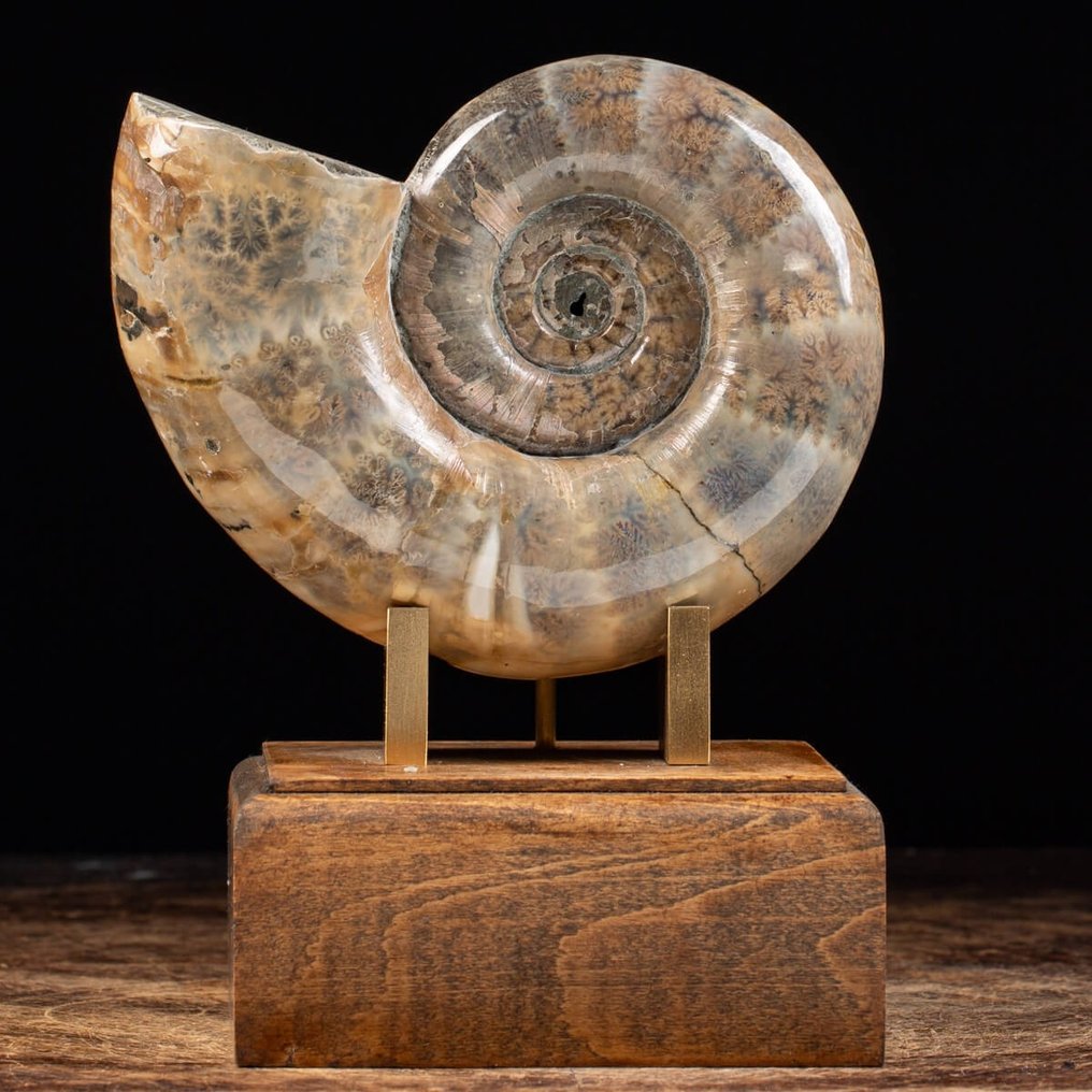Ammonite on decorative base - Argonauticeras sp. - 180×150×120 mm #2.1
