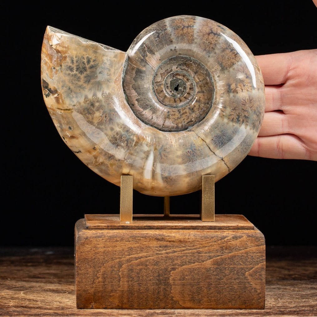 Ammonite on decorative base - Argonauticeras sp. - 180×150×120 mm #1.2