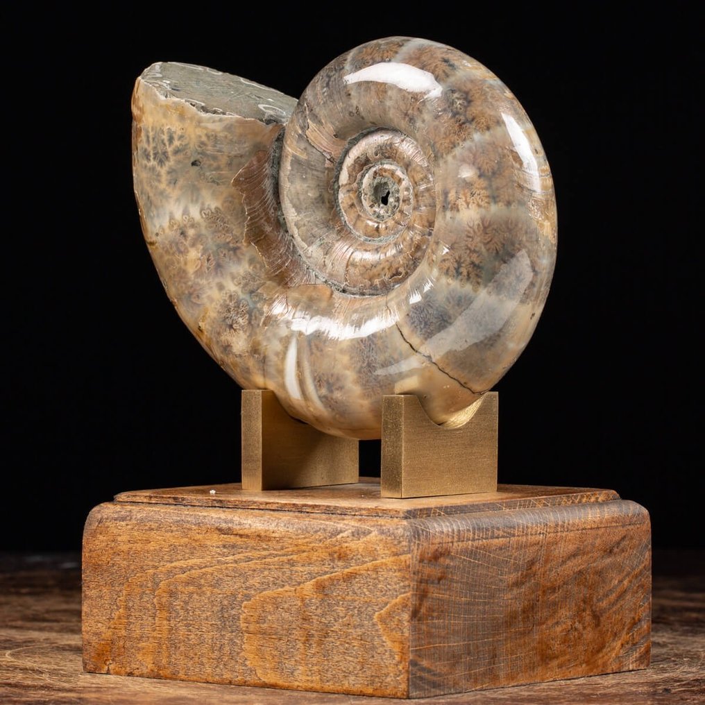 Ammonite on decorative base - Argonauticeras sp. - 180×150×120 mm #1.1