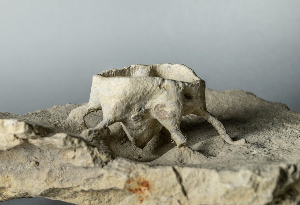 Sponge with roots - TOP preparation - Fossilised animal - Becksia soekelandi - 25 cm - 23 cm #3.1