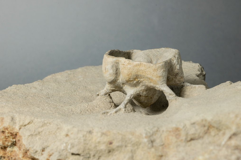Sponge with roots - TOP preparation - Fossilised animal - Becksia soekelandi - 25 cm - 23 cm #1.1