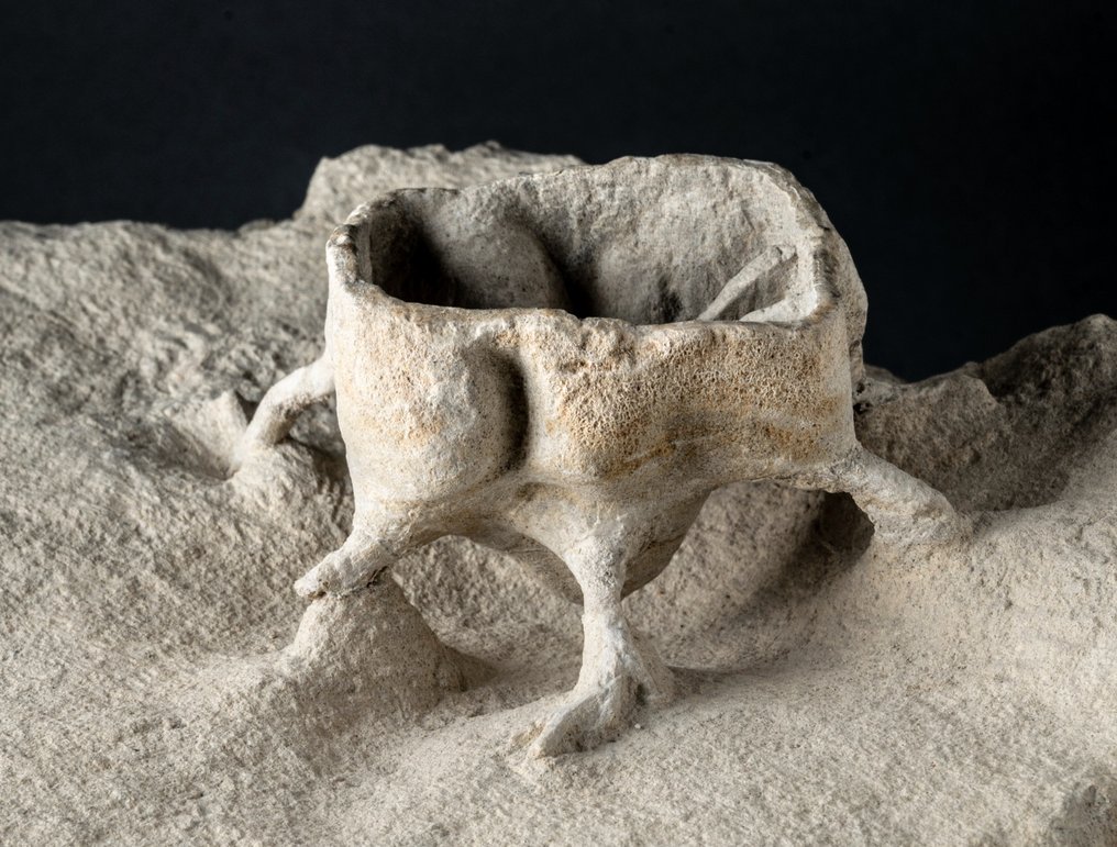 Sponge with roots - TOP preparation - Fossilised animal - Becksia soekelandi - 25 cm - 23 cm #3.2