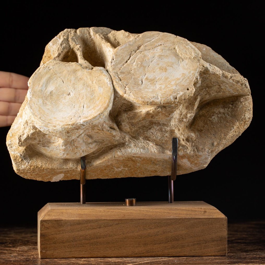 令人驚嘆的恐龍 - 椎骨 - 基質上的聚集 - Plesiosaurus Dolichodeirus - 化石碎片 - 280 mm - 170 mm #1.2