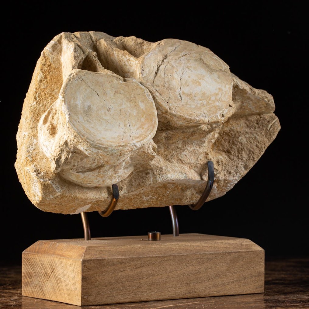 Fossiel fragment - Stunning Dinosaur Vertebra - Agglomeration on Matrix - Plesiosaurus Dolichodeirus - 270 mm - 260 mm #3.2