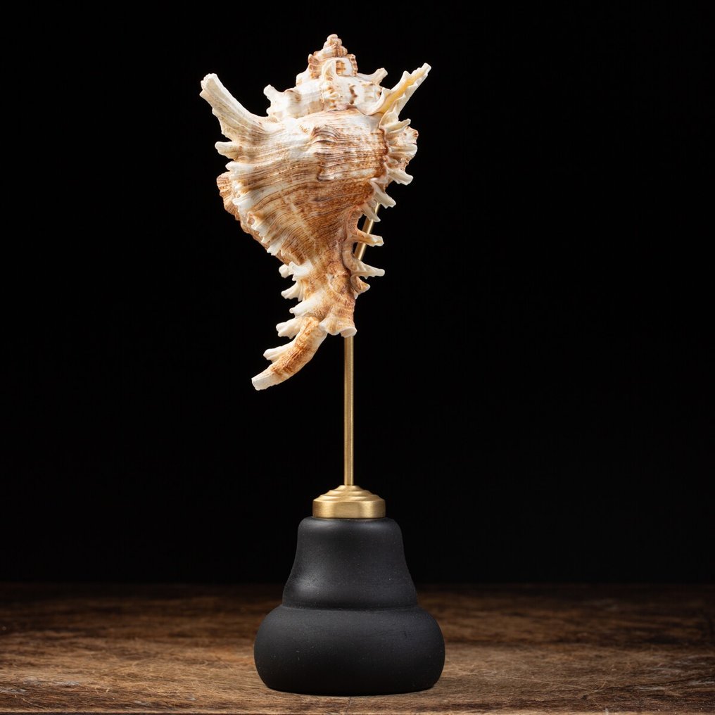 底座上的裝飾性 Ramose Murex 海蝸牛殼 貝殼 - Chicoreus Ramosus - 270×115×110 mm #2.1