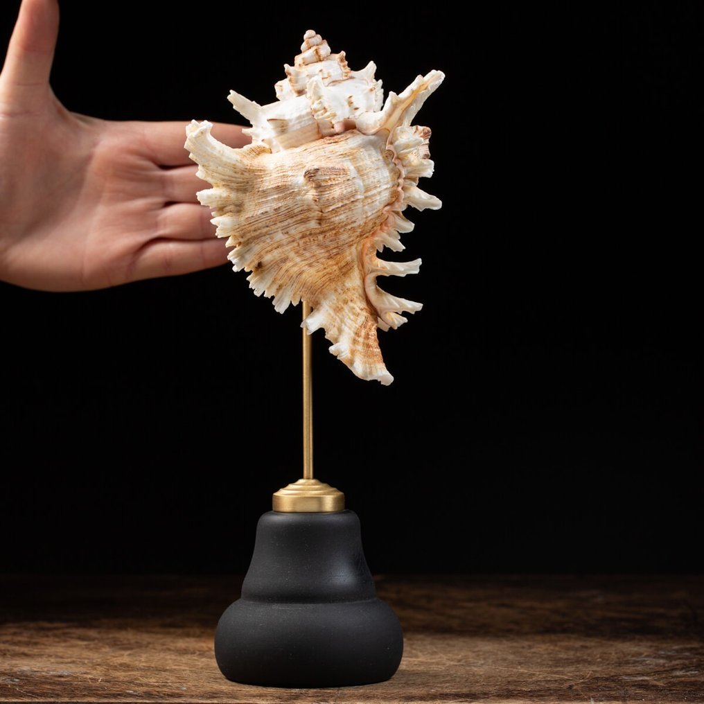 底座上的裝飾性 Ramose Murex 海蝸牛殼 貝殼 - Chicoreus Ramosus - 270×115×110 mm #1.1