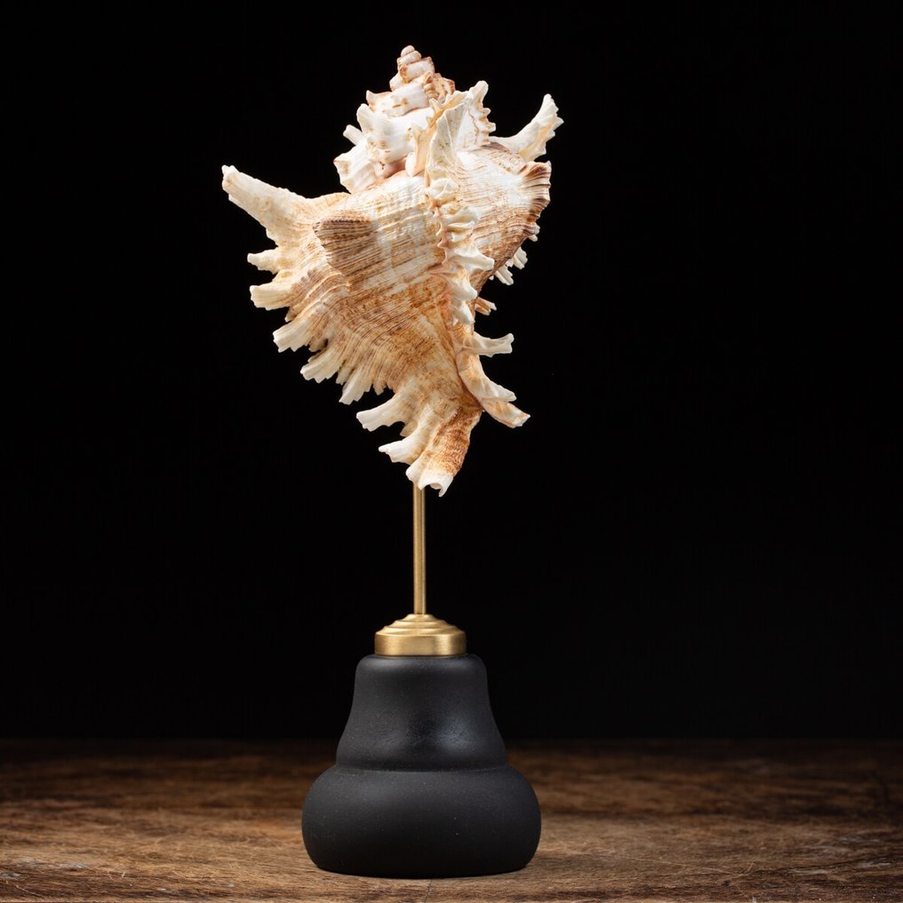 底座上的裝飾性 Ramose Murex 海蝸牛殼 貝殼 - Chicoreus Ramosus - 270×115×110 mm #1.2