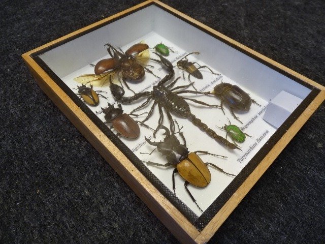 玻璃展示盒中的亚洲混合昆虫 標本全身支架 - various named non-CITES species - 0 cm - 0 cm - 0 cm - non-CITES species #1.0