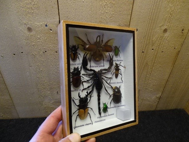 玻璃展示盒中的亚洲混合昆虫 標本全身支架 - various named non-CITES species - 0 cm - 0 cm - 0 cm - non-CITES species #4.3
