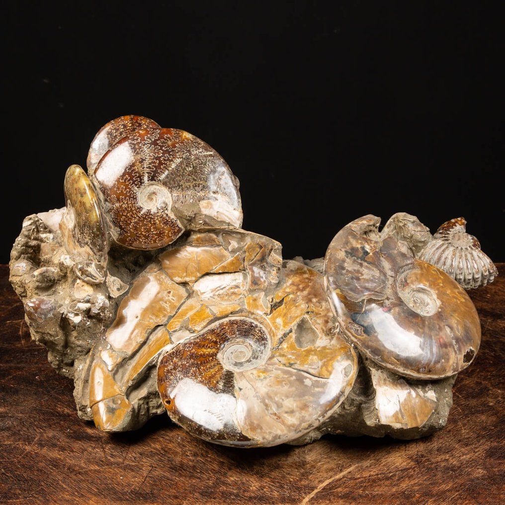 非凡的菊石团块 - 21kg - Aioloceras (Cleoniceras) sp. - 52×28×27 cm #2.1
