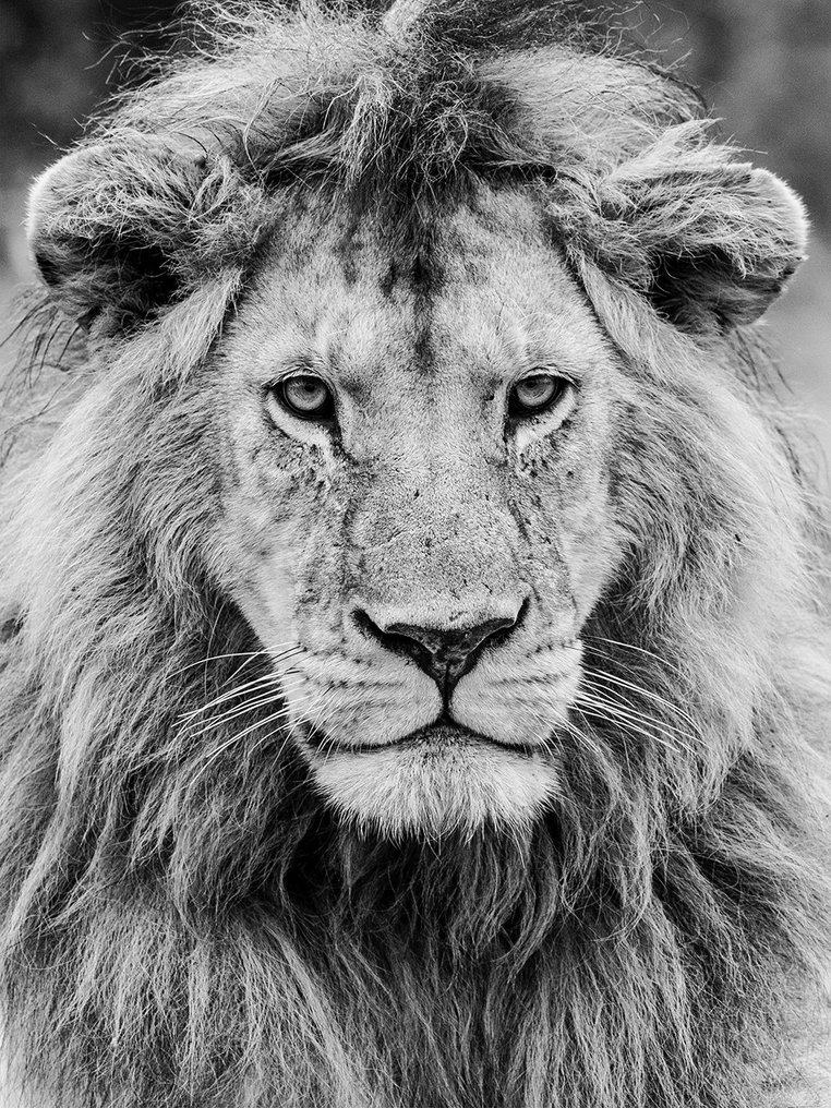 Marco Simoni - "The beauty is the beast" #1.0