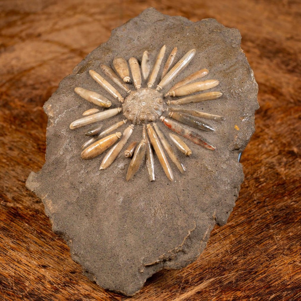 Fossiilinen echinoid alkuperäisellä matriisilla - Pseudocidaris mammosa - Fossiilinkappale - 180 mm - 130 mm #1.2