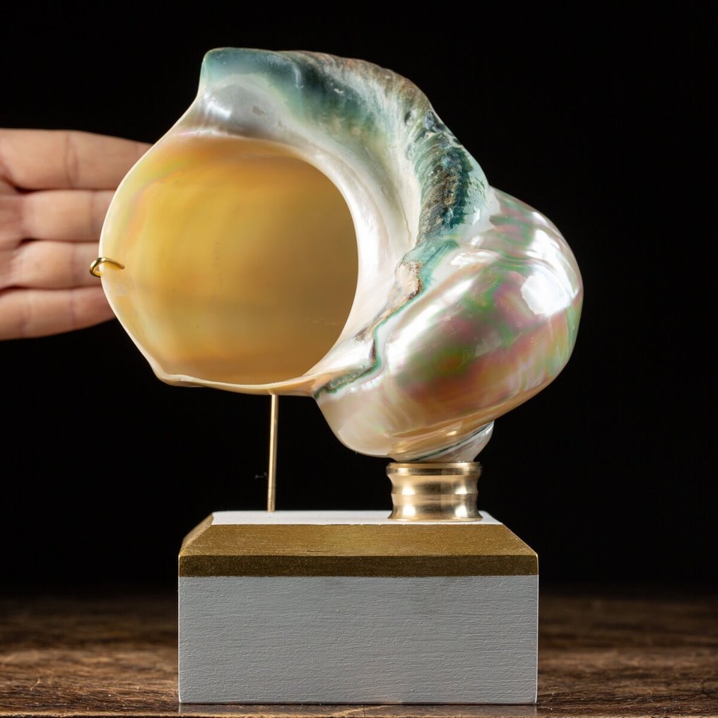 Mother of Pearl Turban - Sea Shell on Artistic Base - Havskal - Turbo marmoratus - 150×140×110 mm #1.1