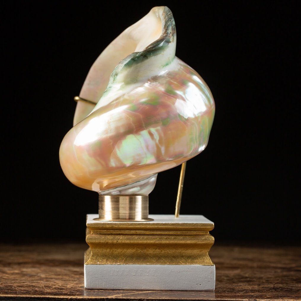 優雅底座上的珍珠母貝 - 貝殼 - Turbo Marmoratus - 210×140×105 mm #2.1