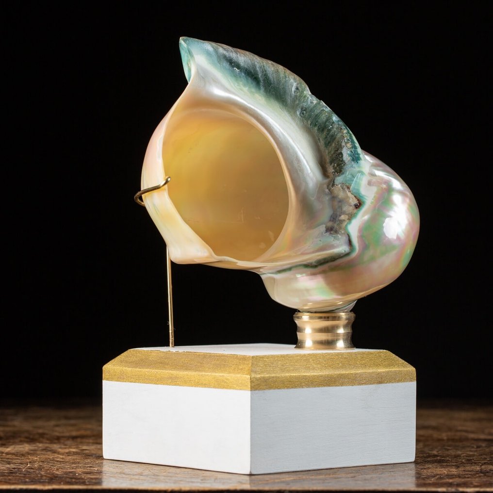 Mother of Pearl Turban - Sea Shell on Artistic Base - Havskal - Turbo marmoratus - 150×140×110 mm #2.1