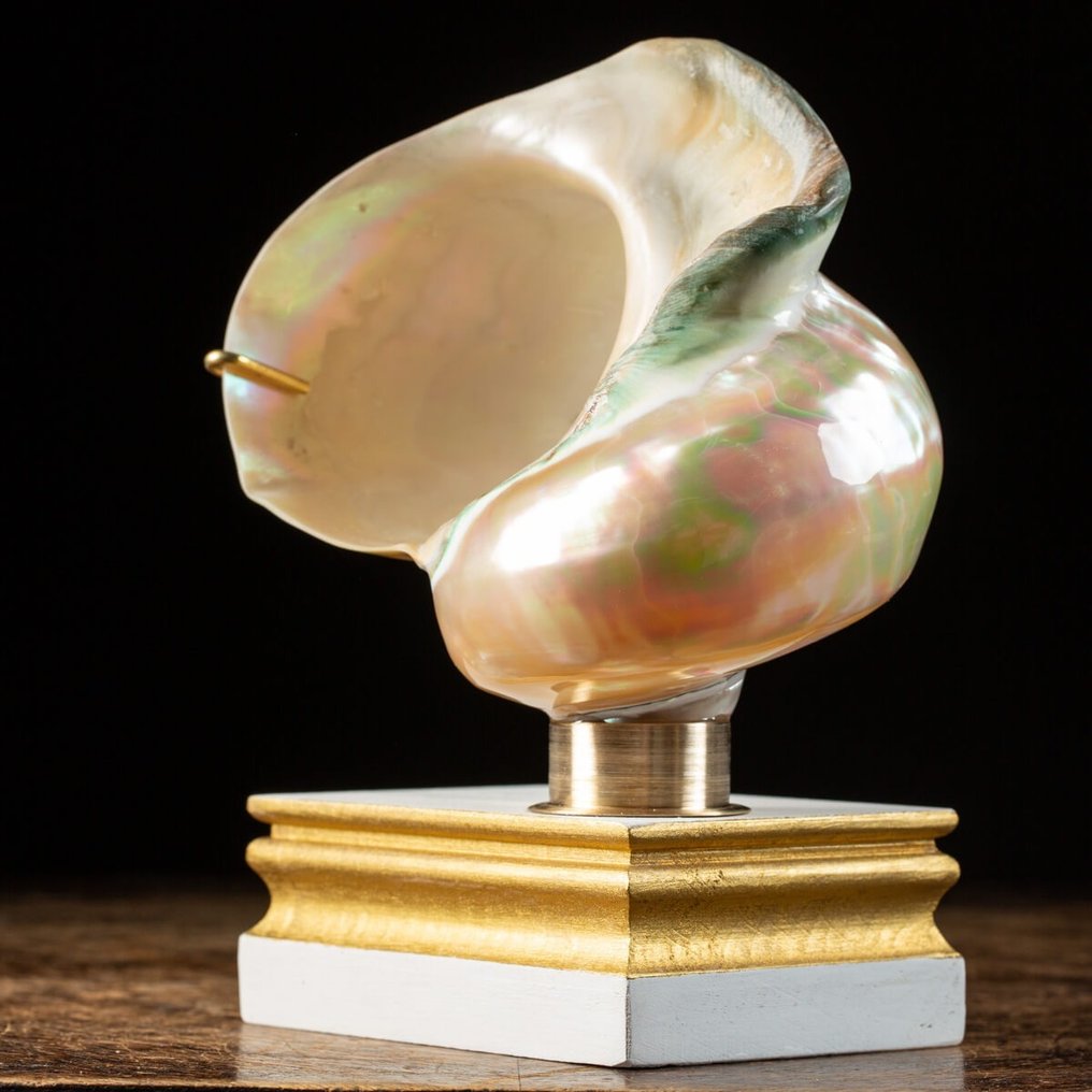 優雅底座上的珍珠母貝 - 貝殼 - Turbo Marmoratus - 210×140×105 mm #1.1