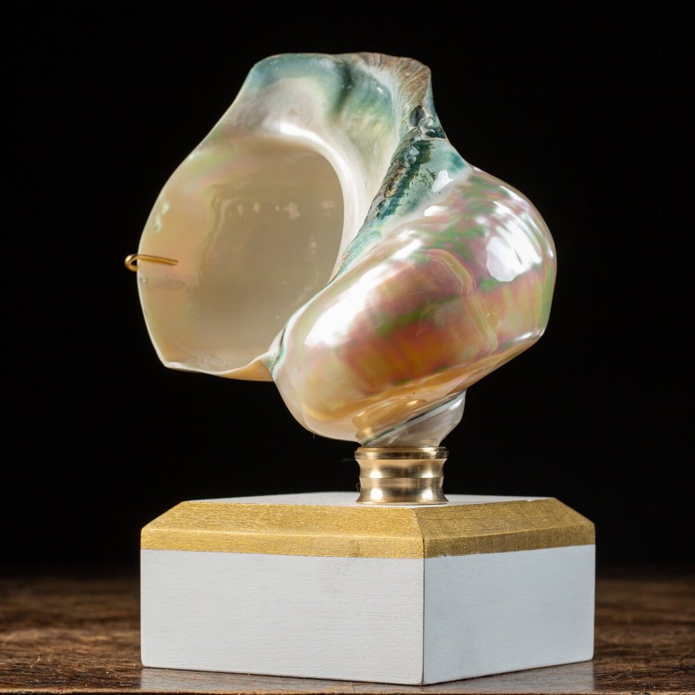Mother of Pearl Turban - Sea Shell on Artistic Base - Havskal - Turbo marmoratus - 150×140×110 mm #1.2