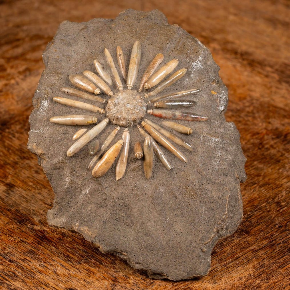 Fossil echinoid på original matrise - Pseudocidaris mammosa - Fossilt fragment - 180 mm - 130 mm #2.1