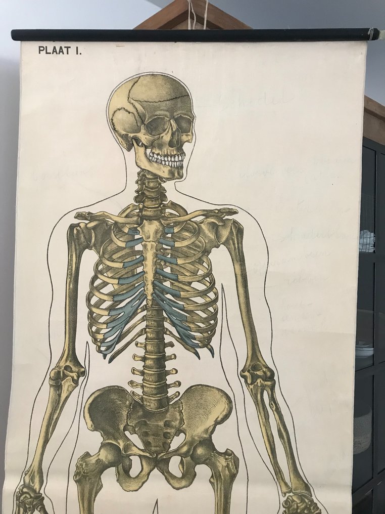 Skeleton - School map - Linen, Wood, Paper #1.0