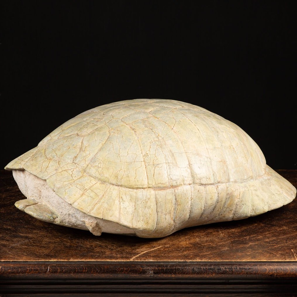 Land Schildpad - Fossiel fragment - Stylemis Nebrascensis #2.1