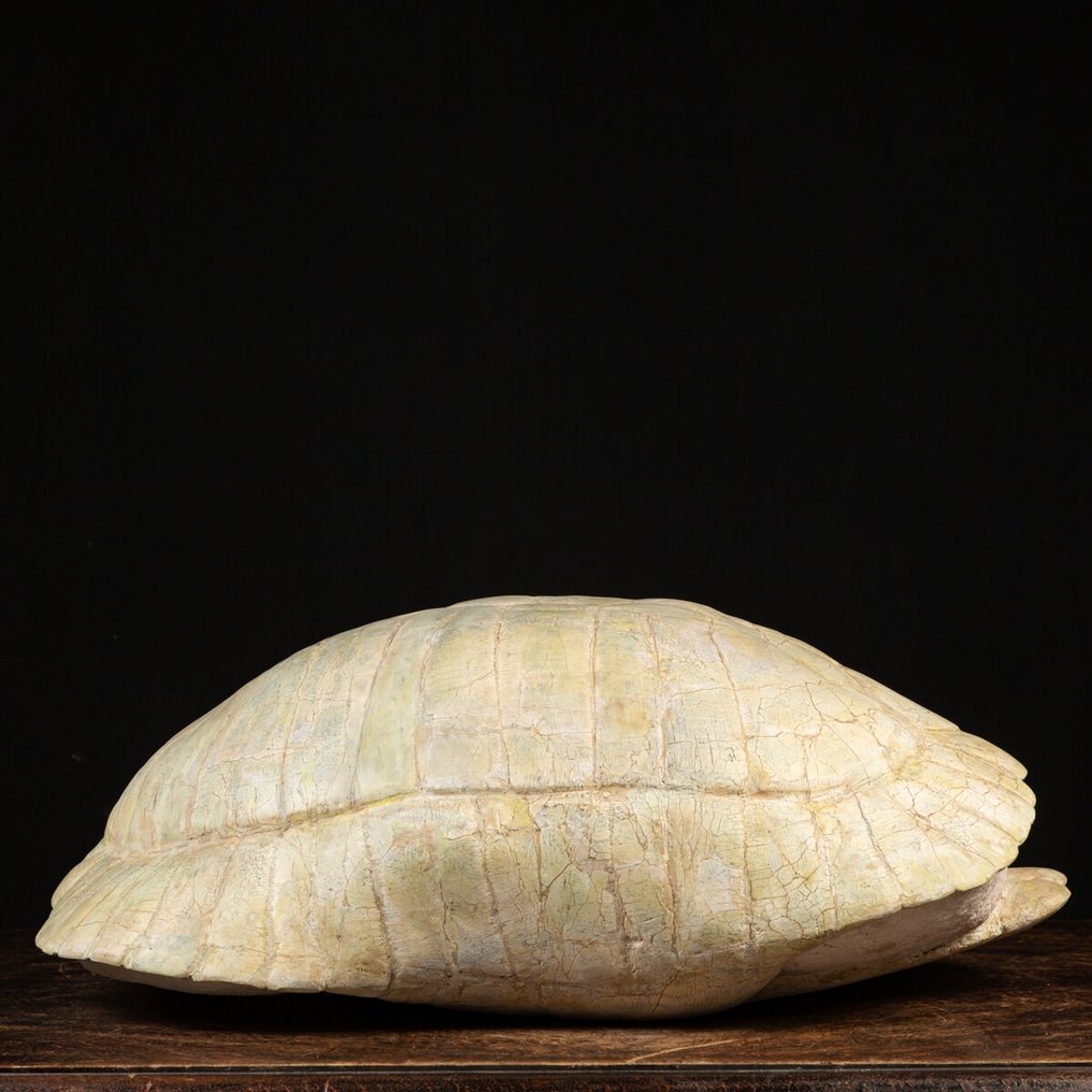 Land Schildpad - Fossiel fragment - Stylemis Nebrascensis #4.3