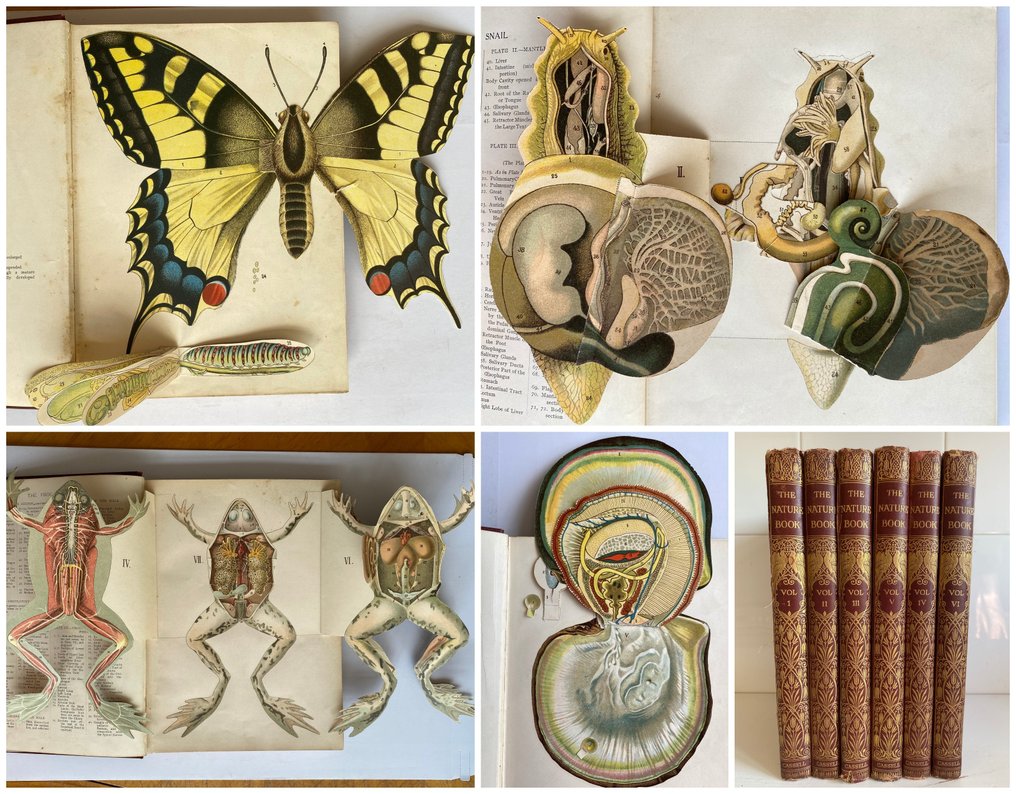 Collated - The Nature Book - 1920 #1.0