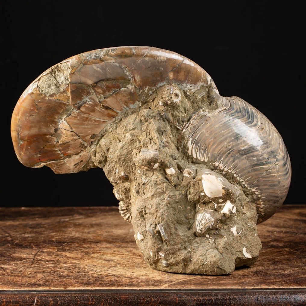 Ammonit und Nautilus - Assoziation auf Matrix - 38×33×19 cm #1.2