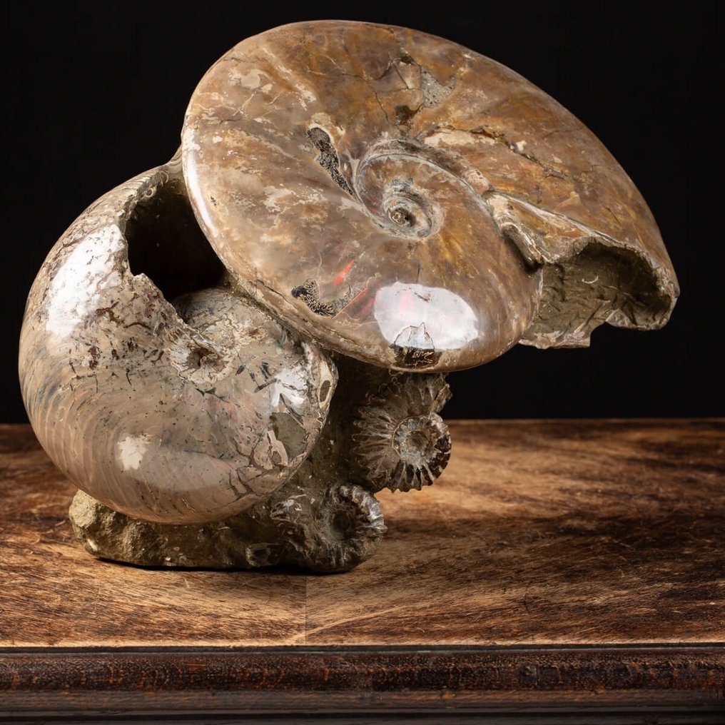 Ammonit und Nautilus - Assoziation auf Matrix - 38×33×19 cm #2.1