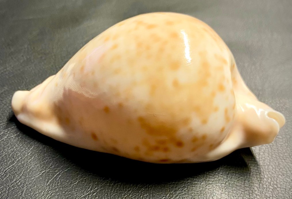 Umbilia Hesitata - 94×52.5×43.5 mm Sea shell - Cypraeidae Family #3.2