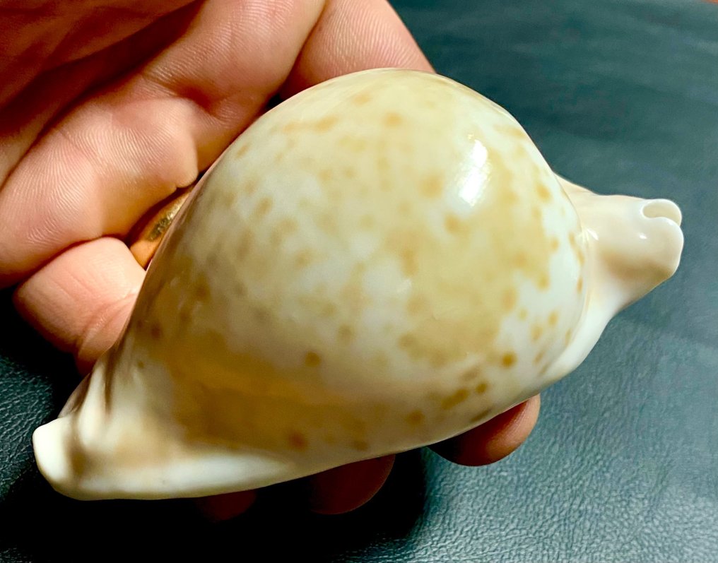 Umbilia Hesitata - 94×52.5×43.5 mm Sea shell - Cypraeidae Family #3.1