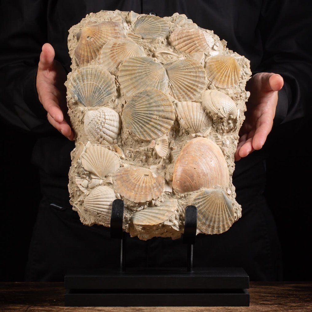 Pecten fosszilis kagylólemez - 40×24×14 cm #1.1