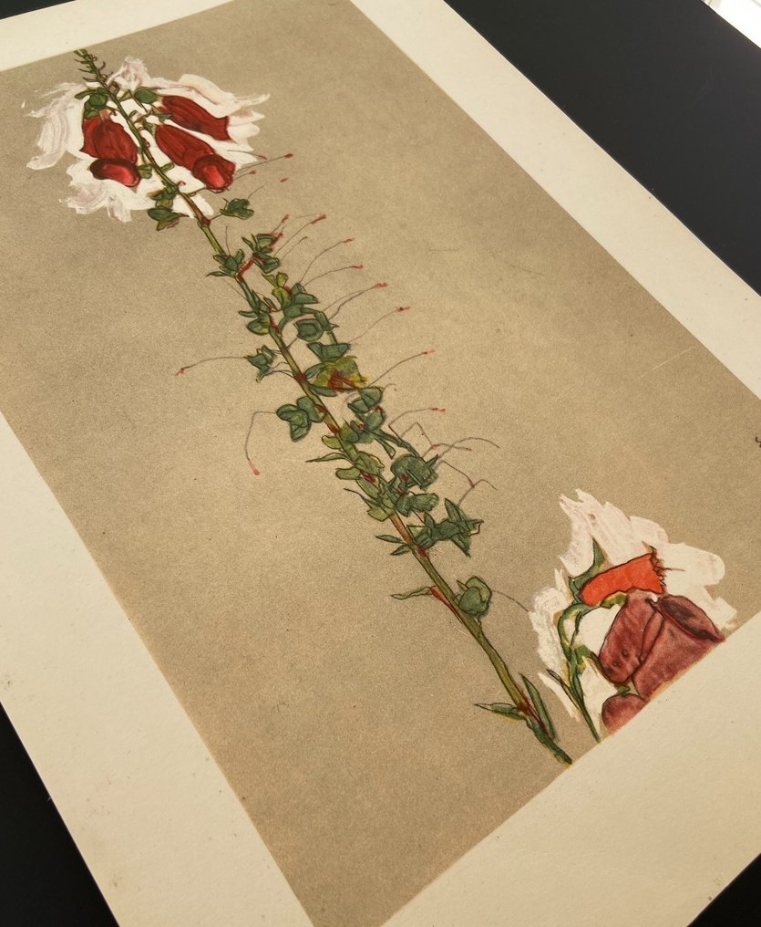 Egon Schiele (1890-1918), after - Roter Fingerhut #2.1