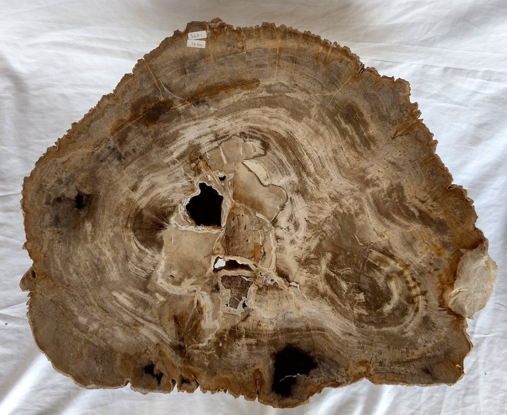 versteinertes Holz mit Kristallbildung - schöne Platte für Beistelltisch - Dipterocarpus sp. - 52×42.5×3.5 cm #2.1