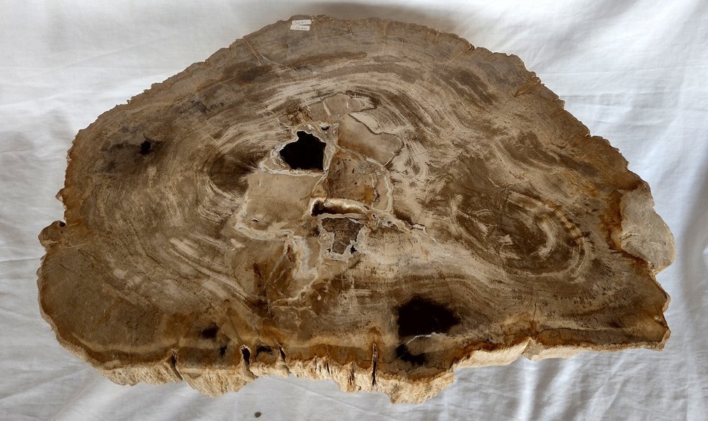 skamieniałe drewno z tworzeniem się kryształów - piękna płyta na stolik boczny - Dipterocarpus sp. - 52×42.5×3.5 cm #1.1