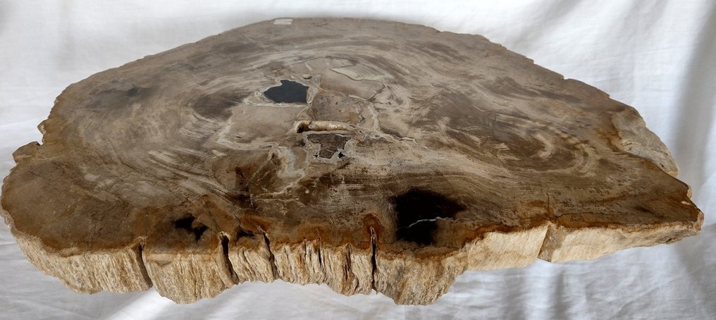skamieniałe drewno z tworzeniem się kryształów - piękna płyta na stolik boczny - Dipterocarpus sp. - 52×42.5×3.5 cm #3.1