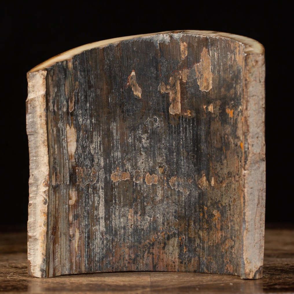 Απολιθωμένο ελεφαντόδοντο από μαμούθ με μαλλί - Φέτα από δόντι μαμούθ - Απολιθωμένος χαυλιόδοντας - 130 mm - 120 mm #4.3