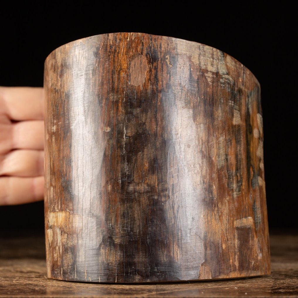 Απολιθωμένο ελεφαντόδοντο από μαμούθ με μαλλί - Φέτα από δόντι μαμούθ - Απολιθωμένος χαυλιόδοντας - 130 mm - 120 mm #1.0