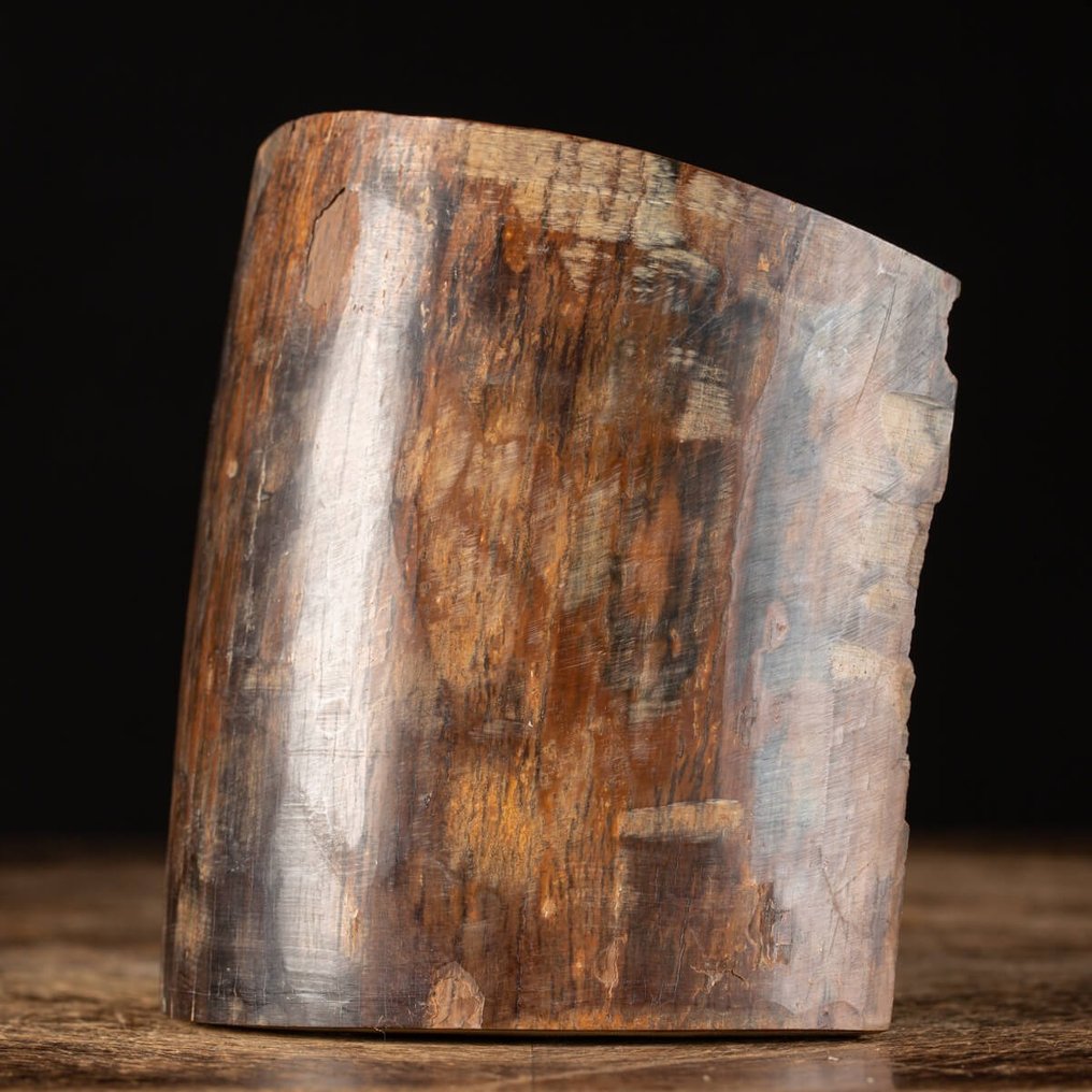 Απολιθωμένο ελεφαντόδοντο από μαμούθ με μαλλί - Φέτα από δόντι μαμούθ - Απολιθωμένος χαυλιόδοντας - 130 mm - 120 mm #2.1