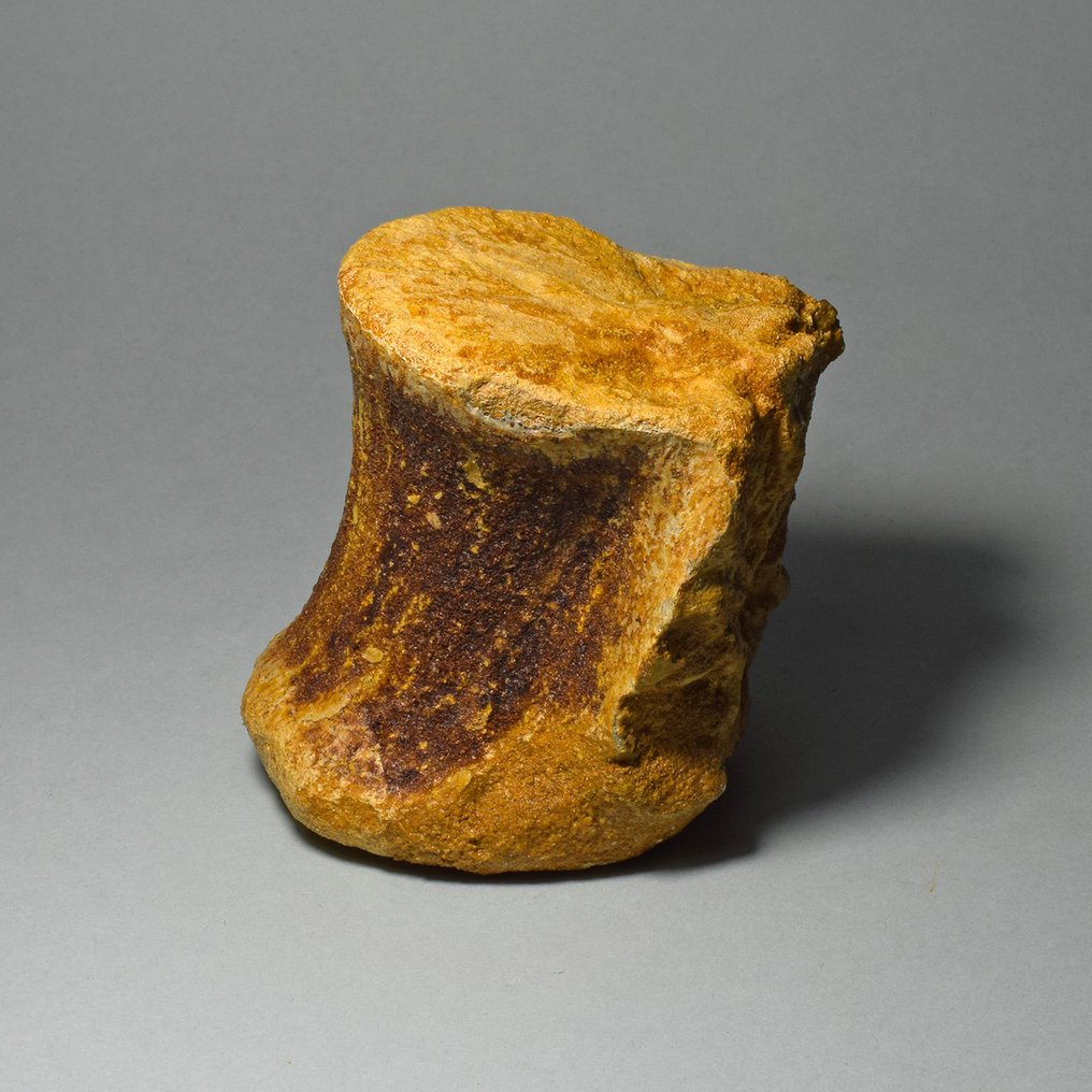 Dinozaur - Os fosilă - Carcharodontosaurus saharicus #4.3