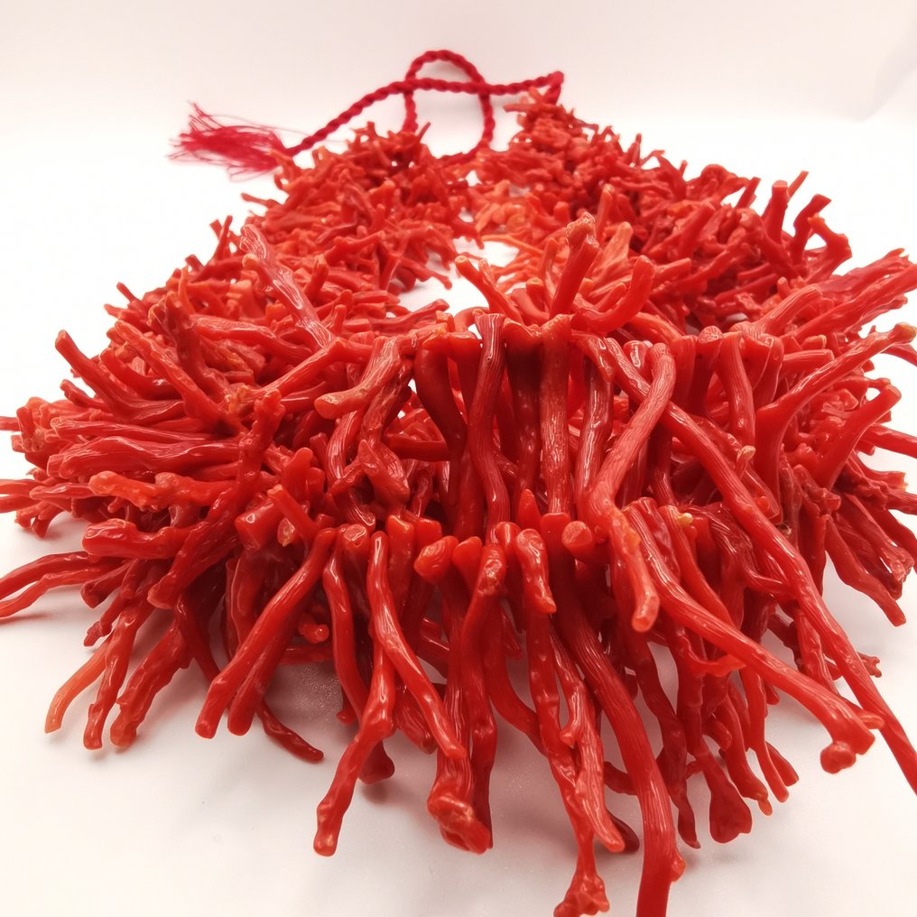 Red Coral Korall - Corallium rubrum  (Fără preț de rezervă) #1.1