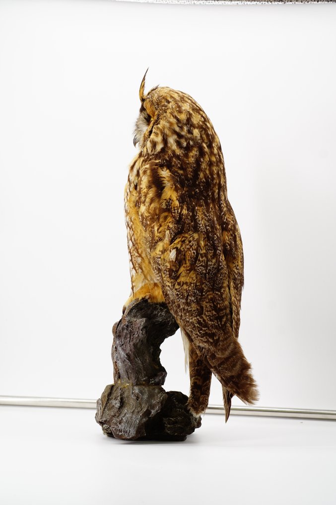 Long-eared Owl Allestimento tassidermico a corpo intero - Asio otus (with full EU Article 10, Commercial Use) - 40 cm - 20 cm - 20 cm - Appendice II CITES - Allegato A dell'UE #2.1