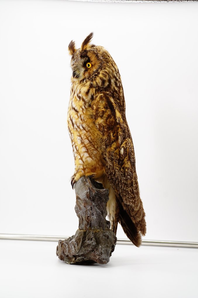 Long-eared Owl Allestimento tassidermico a corpo intero - Asio otus (with full EU Article 10, Commercial Use) - 40 cm - 20 cm - 20 cm - Appendice II CITES - Allegato A dell'UE #1.2