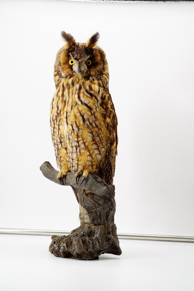 Long-eared Owl Allestimento tassidermico a corpo intero - Asio otus (with full EU Article 10, Commercial Use) - 40 cm - 20 cm - 20 cm - Appendice II CITES - Allegato A dell'UE #1.1