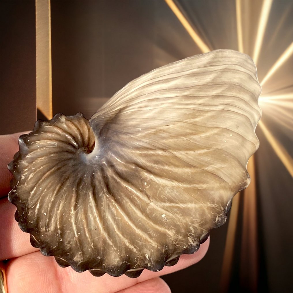 Conchiglia di Mollusco Cefalopode - Argonauta Hians - Argonauta Alato - Altezza: 64 mm - Larghezza: 41 mm- 3.8 g #1.0