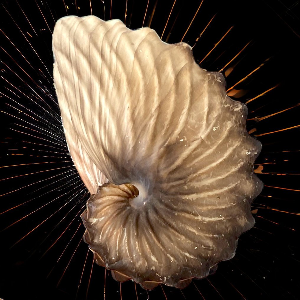 Conchiglia di Mollusco Cefalopode - Argonauta Hians - Argonauta Alato - Altezza: 64 mm - Larghezza: 41 mm- 3.8 g #3.2