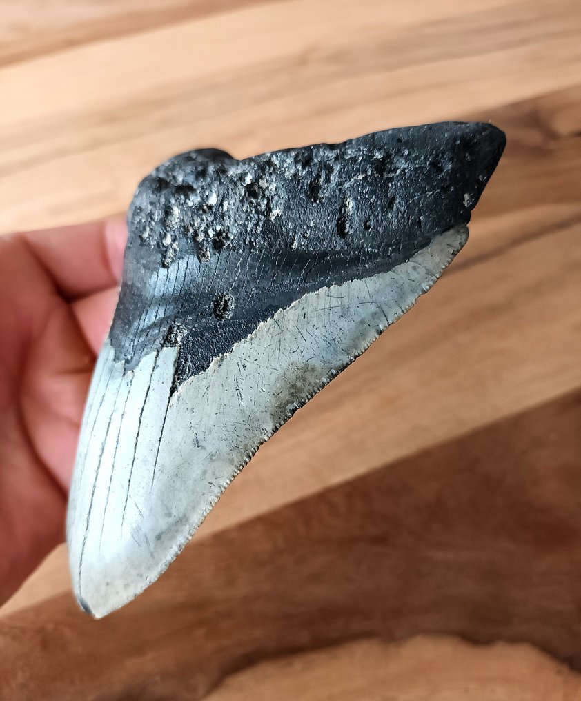 巨齿鲨 - 牙齿化石 - 126 mm - 96 mm #2.1