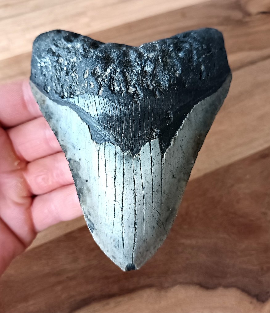 巨齿鲨 - 牙齿化石 - 126 mm - 96 mm #1.1