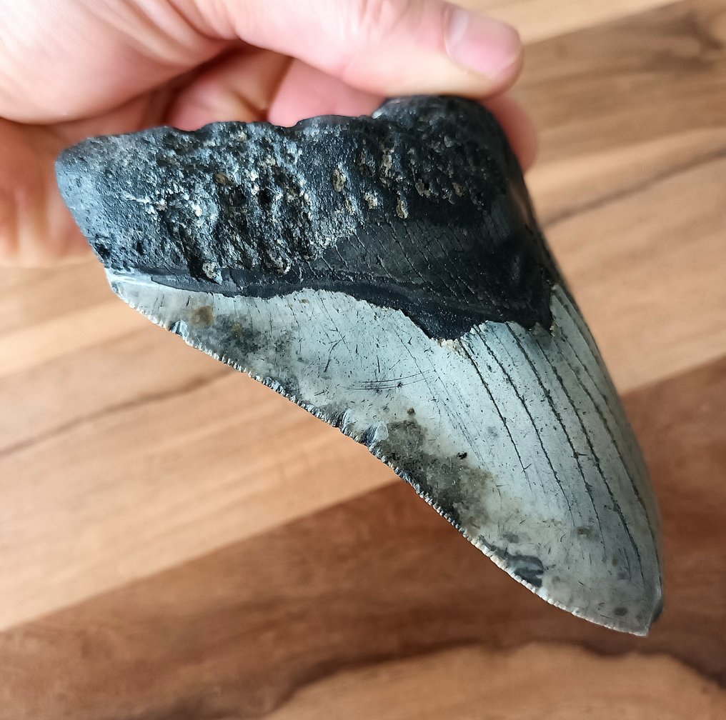 巨齿鲨 - 牙齿化石 - 126 mm - 96 mm #1.2