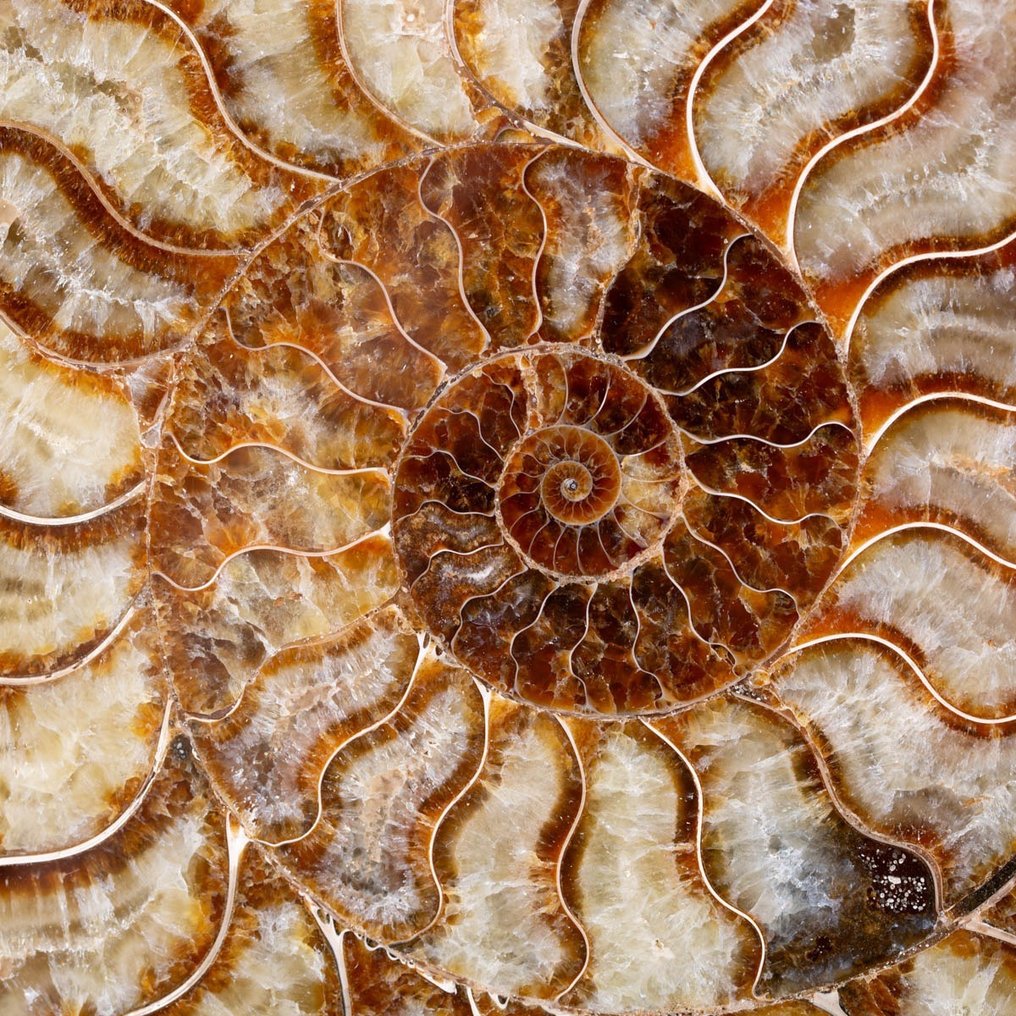 Ammonit - Forstenet dyr - Aioloceras (Cleoniceras) sp. - 19 cm - 25 cm #2.1